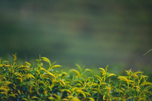 Green Fingers, Healthy Life The Herbal Garden Wellness Guide